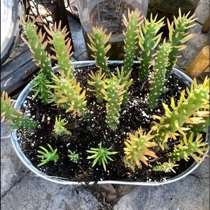 Gumbi cactus - Rooted, 10 plants, assorted sizes